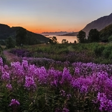 Evening Flowers