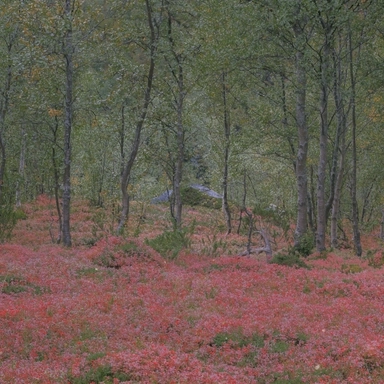 Cowberry Forest