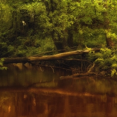 Fallen Tree