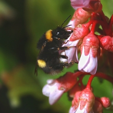 Bee and Flower