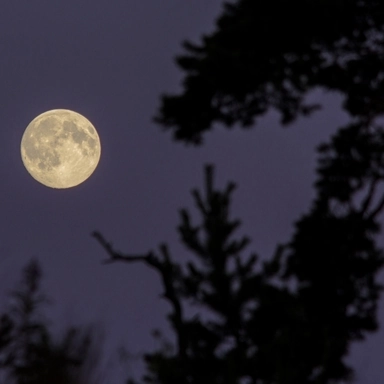 Moon and Branches