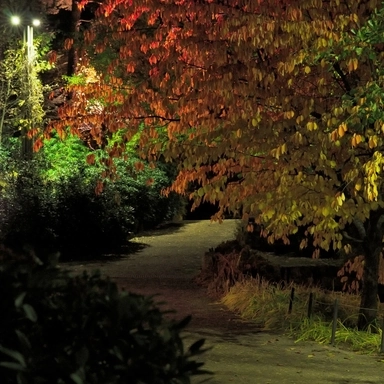 Illuminated Path