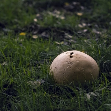 Fat Mushroom