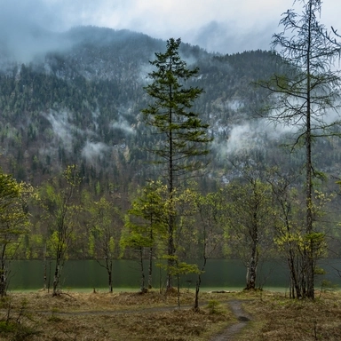 Trees of Lake