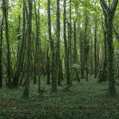 Green Forest