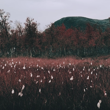 Flower Bed on the Field