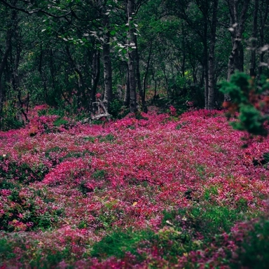 Cowberry Forest