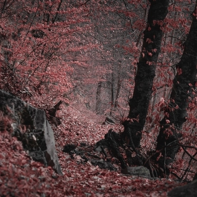 Spot in the Red Forest